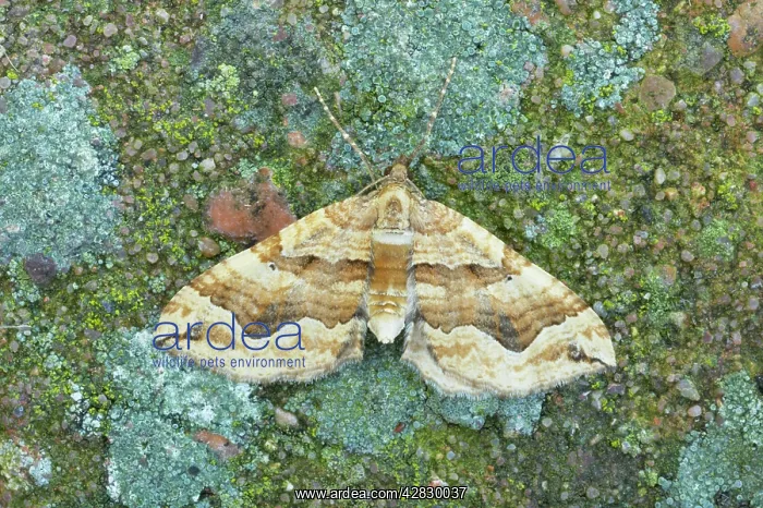: The Dark Spinach Moth : The Dark Spinach Moth