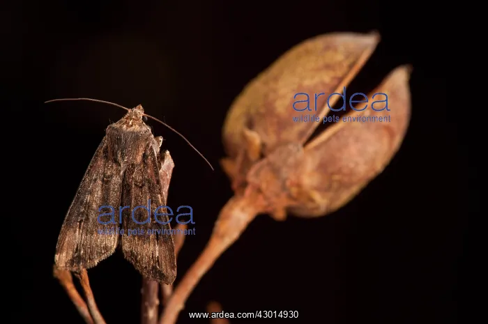 : Dark Sword-Grass at night on Paulownia branch : Dark Sword-Grass at night on Paulownia branch