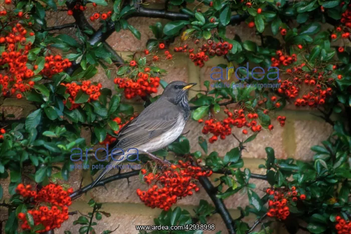 : Dark-throated / Black-throated Thrush - male, January : Dark-throated / Black-throated Thrush - male, January