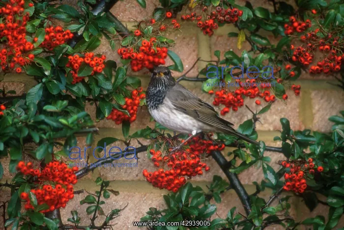 : Dark-throated / Black-throated Thrush - male, January : Dark-throated / Black-throated Thrush - male, January