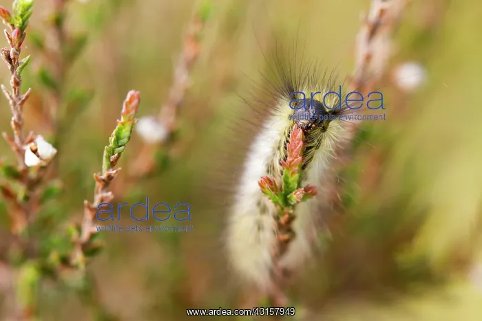 : Dark Tussock : Dark Tussock