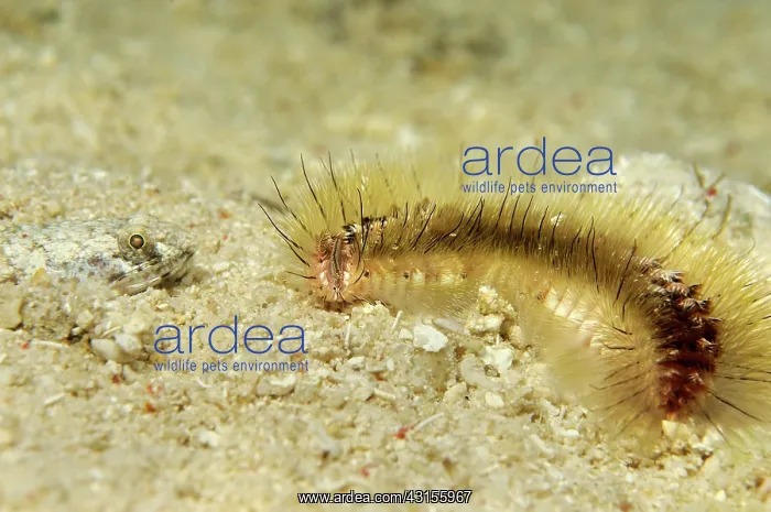: Darklined Fireworm : Darklined Fireworm