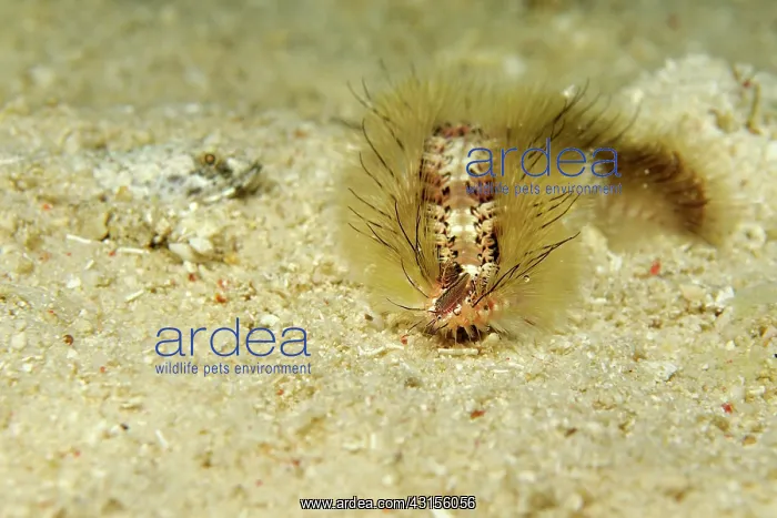 : Darklined Fireworm : Darklined Fireworm