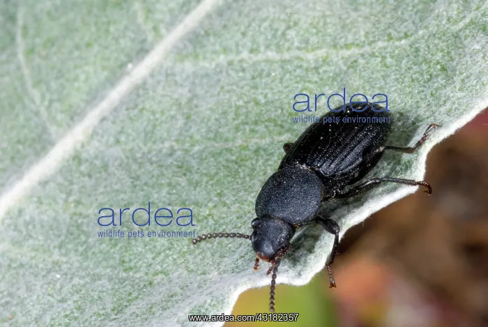: Darkling Beetle : Darkling Beetle