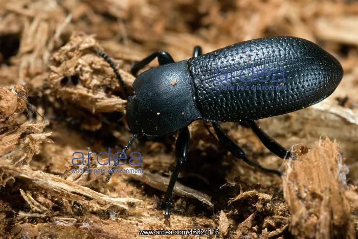 : Darkling Beetle : Darkling Beetle