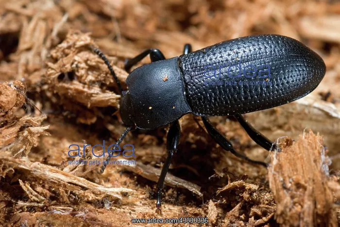 : Darkling Beetle : Darkling Beetle