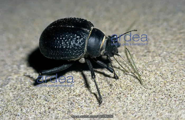 : Darkling Beetle - active at dusk and dawn - feeds : Darkling Beetle - active at dusk and dawn - feeds
