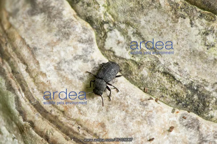 : Darkling beetle (Bolitophagus reticulatus) on fungus : Darkling beetle (Bolitophagus reticulatus) on fungus