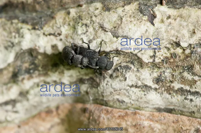 : Darkling beetle (Bolitophagus reticulatus) on fungus : Darkling beetle (Bolitophagus reticulatus) on fungus