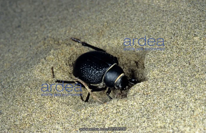 : Darkling Beetle - burrowing in the sand to escape : Darkling Beetle - burrowing in the sand to escape