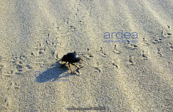 : Darkling Beetle - crosses tracks of other similar beetles : Darkling Beetle - crosses tracks of other similar beetles
