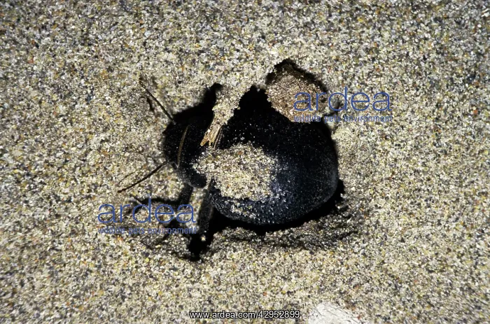 : Darkling Beetle - emerges from day shelter where : Darkling Beetle - emerges from day shelter where