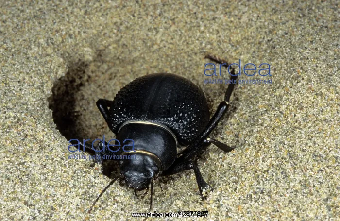 : Darkling Beetle - emerges from day shelter in : Darkling Beetle - emerges from day shelter in