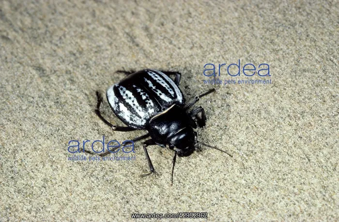 : Darkling Beetle - in the evening : Darkling Beetle - in the evening