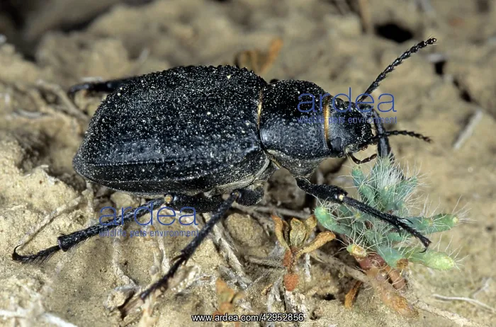 : Darkling Beetle - feeds on plants near Karakum water-canal : Darkling Beetle - feeds on plants near Karakum water-canal