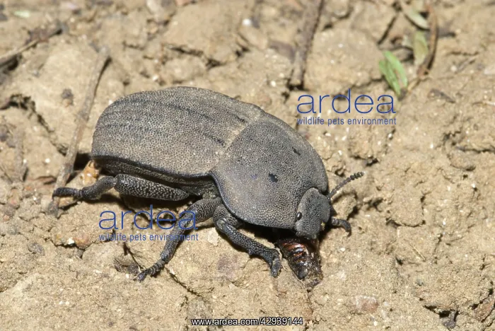 : Darkling beetle on ground, where it feeds on plant litter