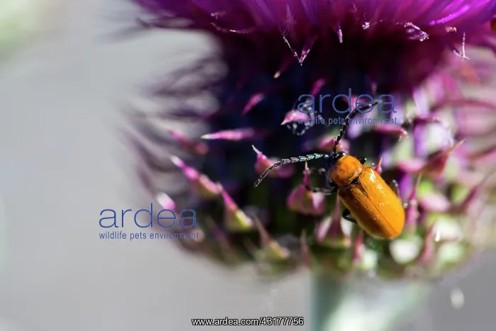 : Darkling Beetle (Heliotaurus ruficollis) on flower : Darkling Beetle (Heliotaurus ruficollis) on flower
