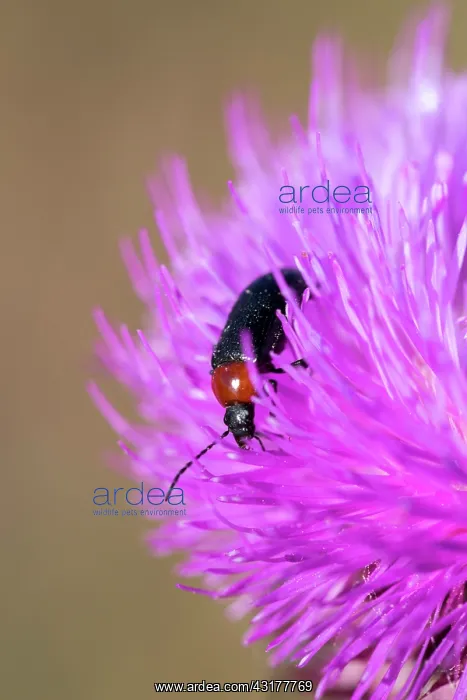 : Darkling Beetle (Heliotaurus ruficollis) on flower : Darkling Beetle (Heliotaurus ruficollis) on flower