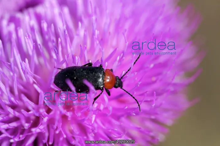 : Darkling Beetle (Heliotaurus ruficollis) on flower : Darkling Beetle (Heliotaurus ruficollis) on flower
