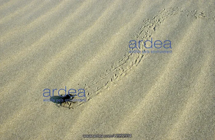 : Darkling Beetle - runs for a cover after feeding at dawn : Darkling Beetle - runs for a cover after feeding at dawn