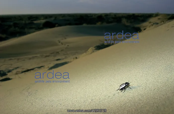 : Darkling Beetle - runs around a sand dune in search : Darkling Beetle - runs around a sand dune in search