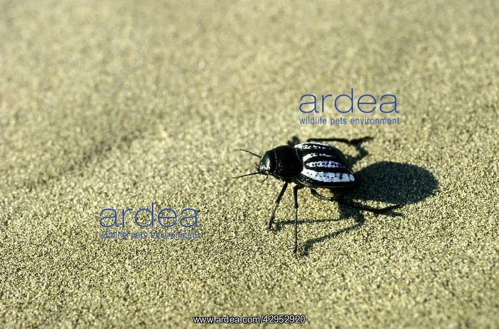 : Darkling Beetle - runs in sand dunes of Karakum : Darkling Beetle - runs in sand dunes of Karakum