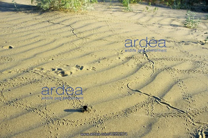 : Darkling Beetle - along with various prints left : Darkling Beetle - along with various prints left