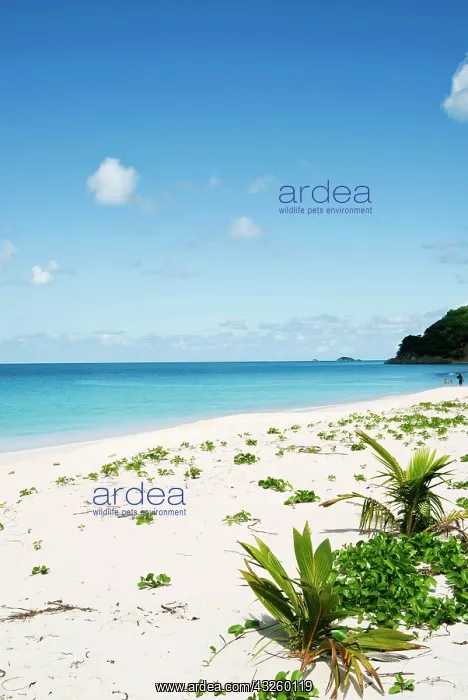 : Darkwood Beach, Antigua, West Indies, Caribbean : Darkwood Beach, Antigua, West Indies, Caribbean