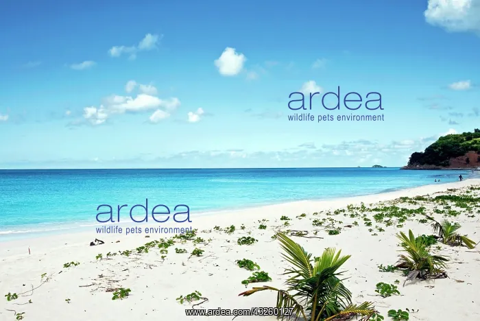 : Darkwood Beach, Antigua, West Indies, Caribbean : Darkwood Beach, Antigua, West Indies, Caribbean