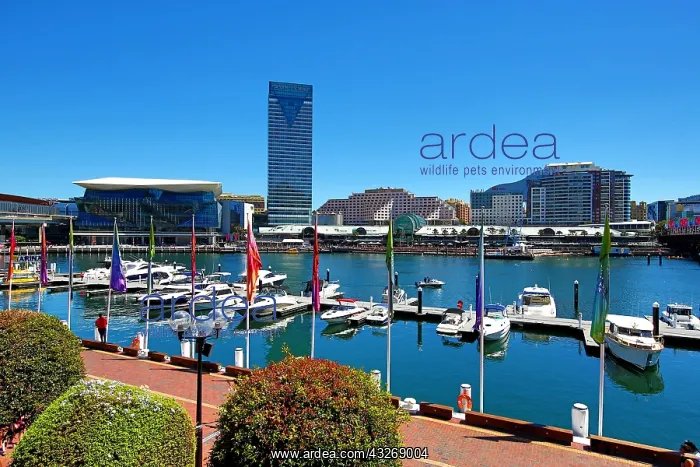 : Darling Harbour, Sydney, New South Wales, Australia : Darling Harbour, Sydney, New South Wales, Australia