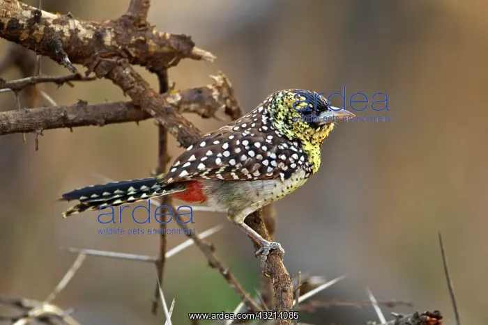 : D'Arnaud's Barbet, Samburu National Game : D'Arnaud's Barbet, Samburu National Game