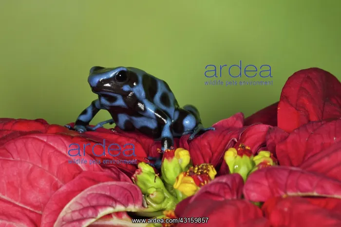 : Dart Frog, Dendrobates auratus : Dart Frog, Dendrobates auratus