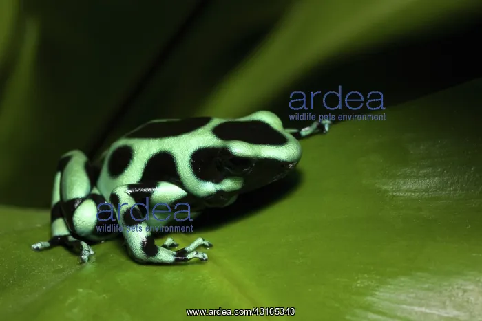 : Dart Frog, Dendrobates auratus : Dart Frog, Dendrobates auratus