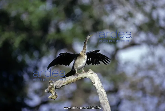  : Darter. A female Darter (Anhinga melanogaster) perched high in a branch, Papua New Guinea
