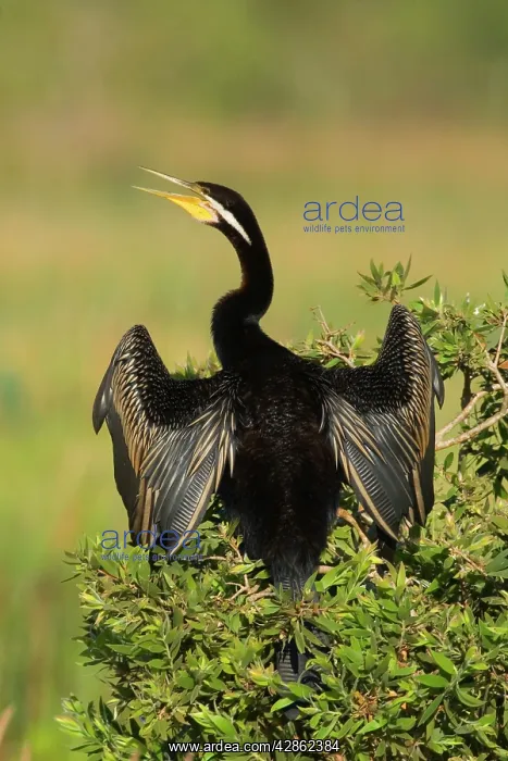 : Darter - adult with bill open sitting on a bush : Darter - adult with bill open sitting on a bush