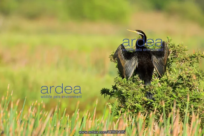 : Darter - adult sitting on a bush with its wings : Darter - adult sitting on a bush with its wings