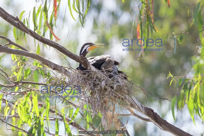 : Darter or Anhinga : Darter or Anhinga
