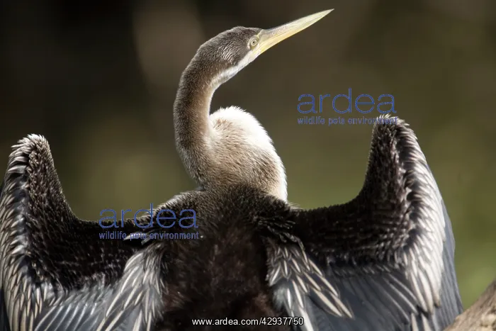: Darter - female drying wings : Darter - female drying wings