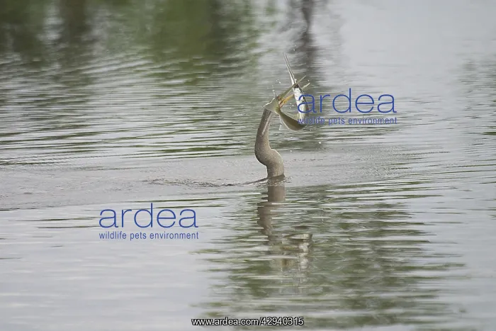 : Darter - Female with fish : Darter - Female with fish