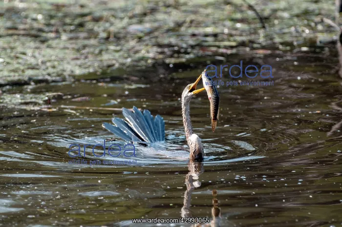 : Darter - with fish impaled on bill : Darter - with fish impaled on bill