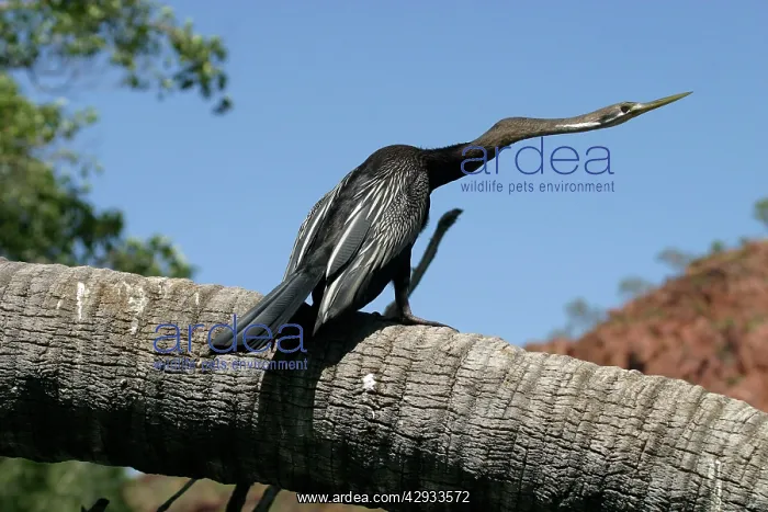: Darter - Male : Darter - Male