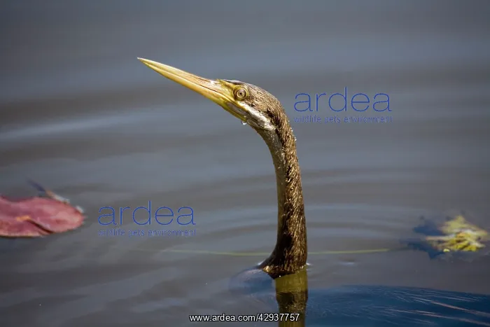 : Darter - male : Darter - male