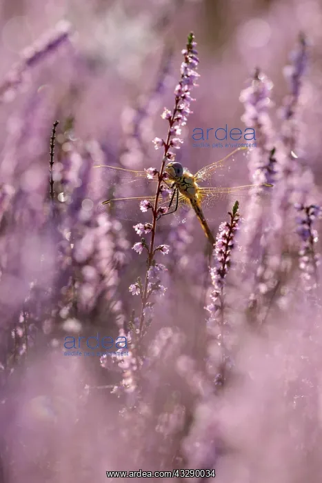 : Darter, resting, in heather, morning, NSG Westruper : Darter, resting, in heather, morning, NSG Westruper