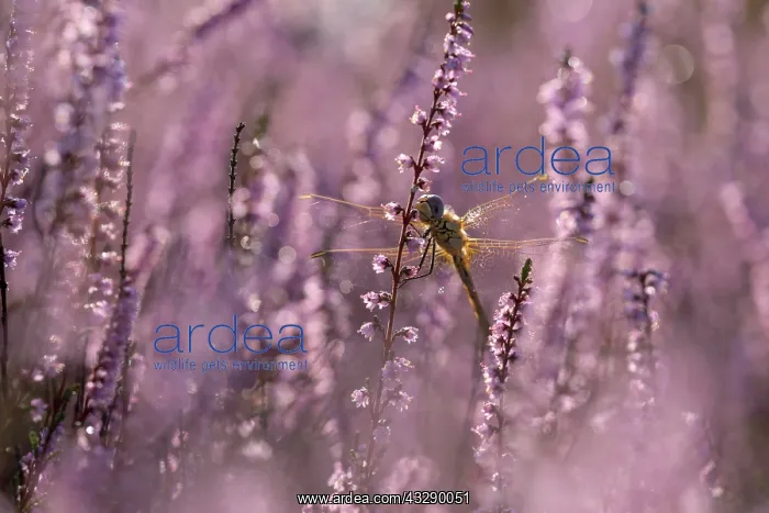 : Darter, resting, in heather, morning, NSG Westruper : Darter, resting, in heather, morning, NSG Westruper