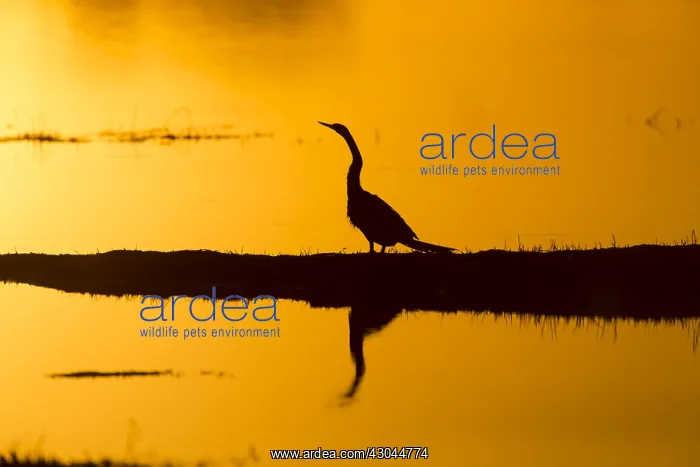 : Darter - at sunset - Botswana, Africa : Darter - at sunset - Botswana, Africa