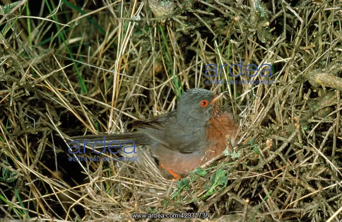  : Dartford Warbler