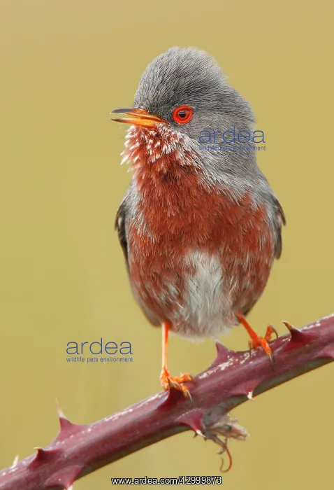 : Dartford Warbler - Adult Male perched on a hawthorn : Dartford Warbler - Adult Male perched on a hawthorn