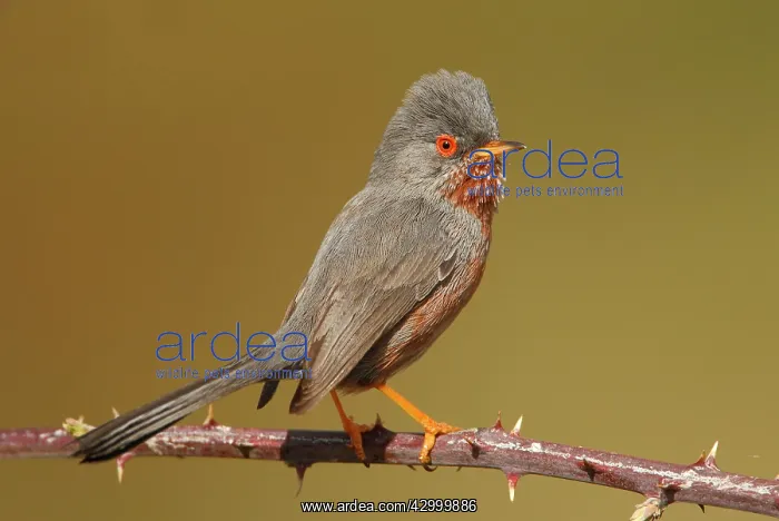 : Dartford Warbler - Adult male perched on a hawthorn : Dartford Warbler - Adult male perched on a hawthorn