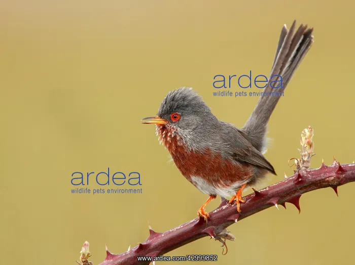 : Dartford Warbler - Adult perched on a hawthorn : Dartford Warbler - Adult perched on a hawthorn