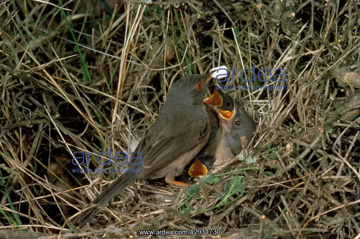: Dartford Warbler - adult removing fecal sac from nest : Dartford Warbler - adult removing fecal sac from nest